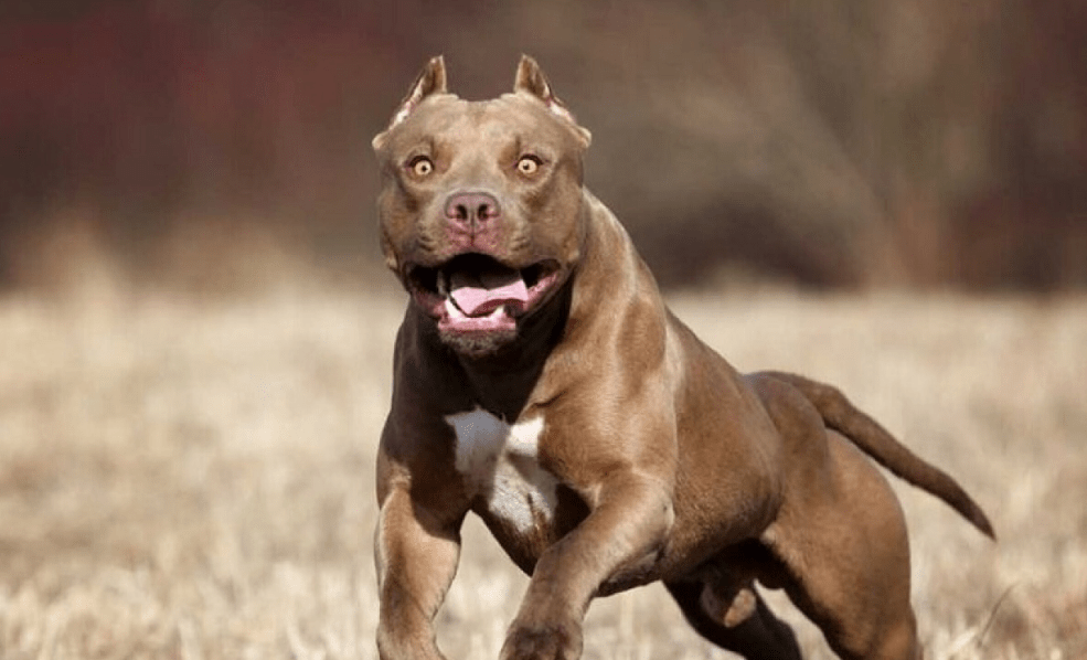 Brutal ataque: un grupo de jóvenes atacó a tres víctimas y usó un perro&nbsp;Pitbull