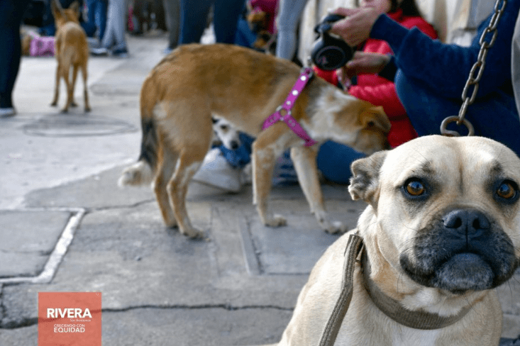  Resultó exitoso el plan de castración y chipeado de animales en&nbsp;Rivera