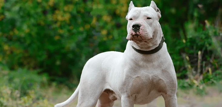 Mordeduras de perros: La nueva preocupación del gobierno de&nbsp;Rivera